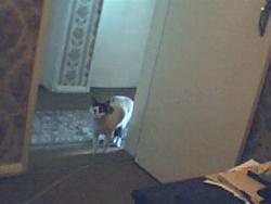 my cat - cat