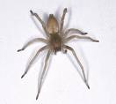 awful pic - this is a pic of a spider i hate spiders