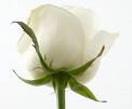 Rose - Rose