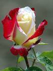Rose - Rose