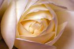 Rose - Rose