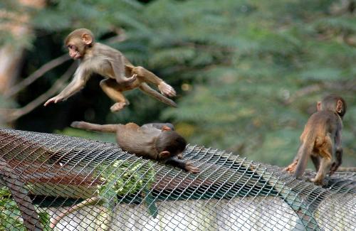 Monkey siblings at my city - assamese macquaque in play at guwahati,assam,india