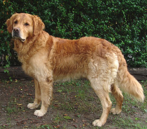 golden retriever - golden retriever