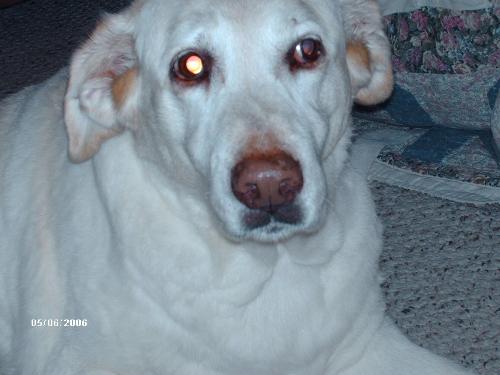 Addy - My Old Addy Girl