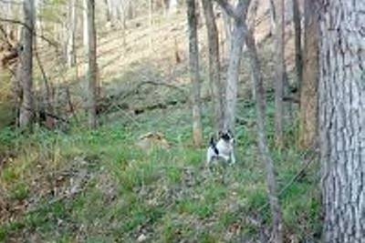 Blacktail running - rat terriers