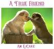 true friend - true friend