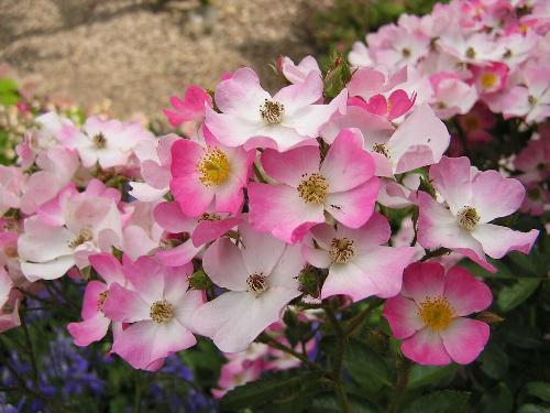 best moment - your loveliest moment is like flowers , soft, touching, and with a