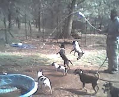 Dogs chasing waterhose - rat terriers