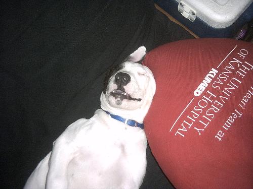 Knuckles - This is my sons dog. He is just chillin. He is my buddy.
