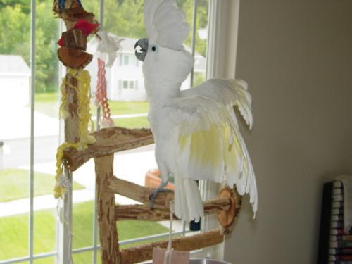 Buddy, the Umbrella Cockatoo. - A wonderful companion, a true Buddy!