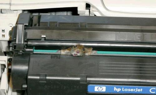 Mouse - The Mouse struk inthe printer
