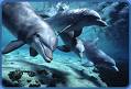 dolphins - dolphins