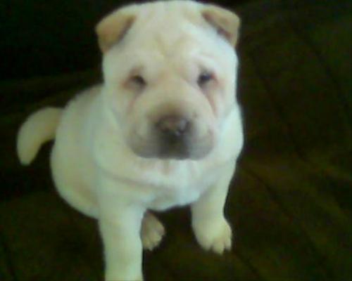 the dog for sale - shar-pei