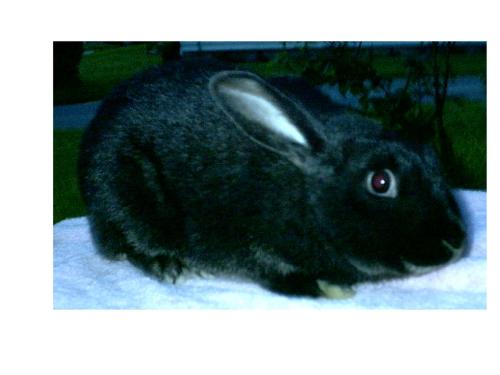 Bunny - Black Bunny