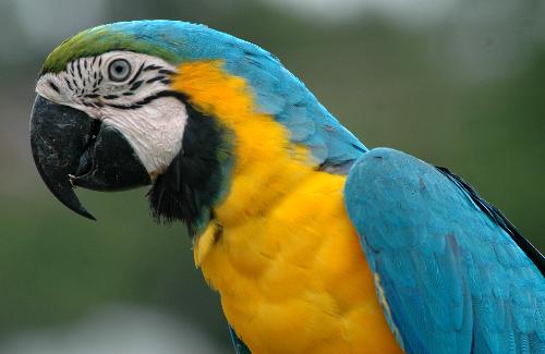 parrot - parrot