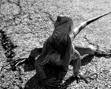 Lizard - Lizard