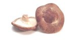 Shiitake mushrooms - Shiitake mushrooms