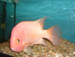 ciclid fish  - ciclid fish