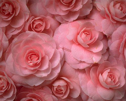 roses - roses