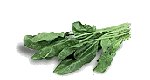 spinach - spinach
