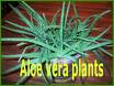 Aloe Vera Wonder Plant - Heal yourself with Aloe Vera Aloe Vera Wonder Plant - Heal yourself with Aloe Vera