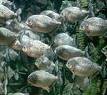 school of piranhas - school of piranhas