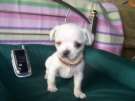MOLLY SUE - Isn't she cute?