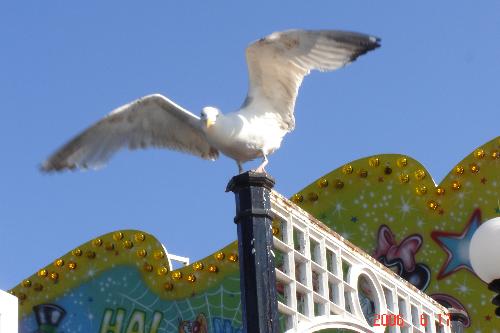 Flying up - The photo is taken as Brighton Pier