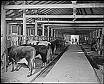 Milking Cows in Dairy - Cows in Dairy for milking