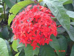 Say it with flowers - Photographed at a flower show in Mysore city.