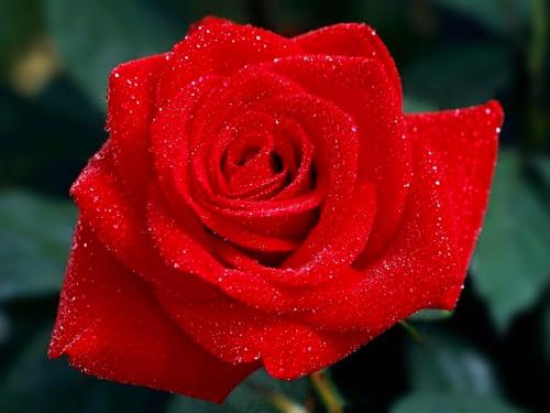 Red Rose - Red Rose