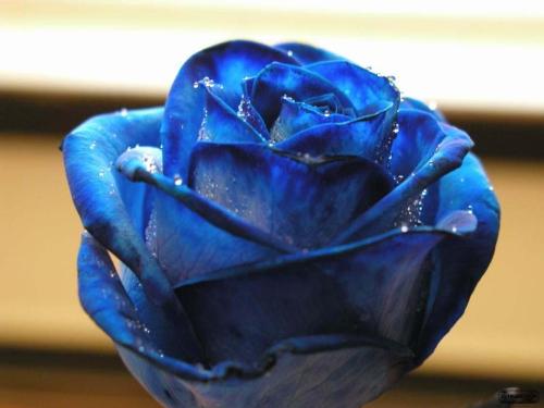 Flower-1 - flower