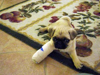 animals - doggie with a broken leg