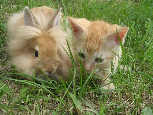 animals - kitty & a bunny