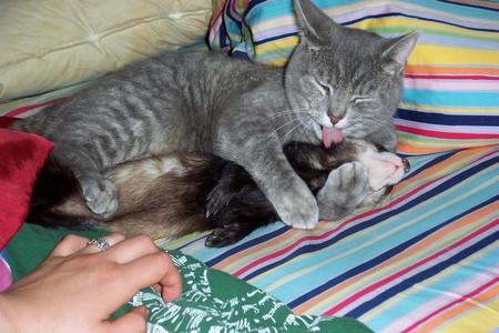 animals - kitty cleaning a ferret