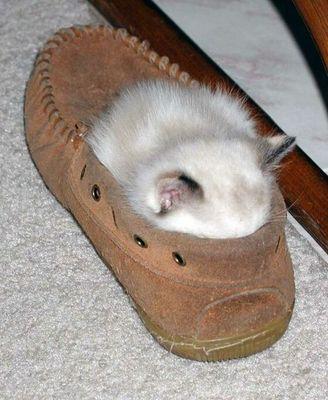 animals - kitty in the shoe