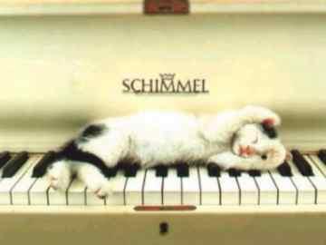 animals - kitty on a piano