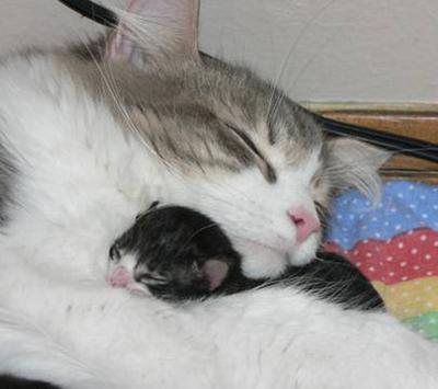 animals - mama cat and baby kitty