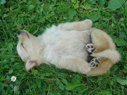 animals - sleeping puppy