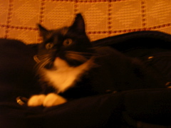 Mikko The Cat - Our pet. Niceguy. 6 years old.