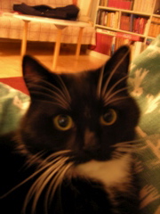 Mikko The Cat - our cat
