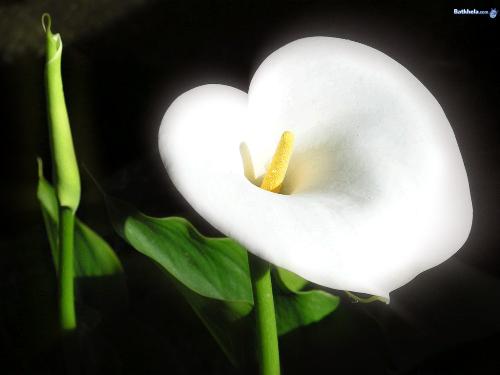 purity - Be pure and harmless. in this world of disharmony and violence