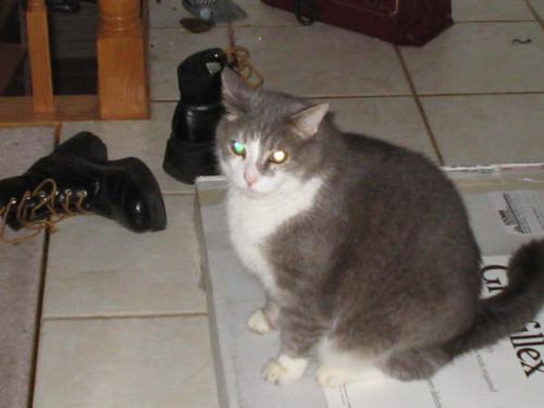 Samson, aka Grumpy - This is my much older cat, who lives at my parents' house. He's about ten, overweight, and grumpy! We can't clip him and my parents don't keep up with brushing him, but he's entertaining anyway. Mostly he enjoys eating and sleeping. He also seems strangely fine with Chiku Sikudani (and the world had ended when I bought Ariel!!).   So here is a pic of him looking deliciously evil!