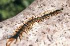 centipede! - HATE THEM! yuck! centipede! - HATE THEM! yuck!
