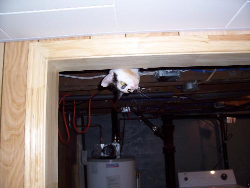 Ariel in the Ceiling - This is Ariel poking her head down from the ceiling to see what we're up to! She's so cute (and weird).