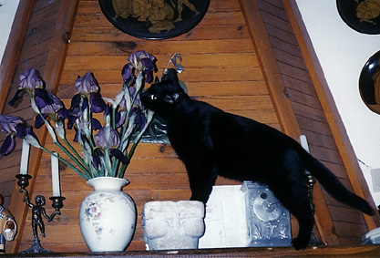 Merlino - Here&#039;s my cat Merlino. He&#039;s so black that when he closes his big yellow eyes you don&#039;t even notice he has a face :D