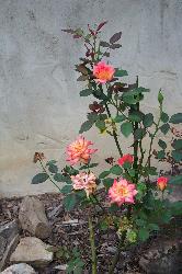 My mini roses - This is my mini rose bush.  It has a yellow center and darker pink along the edges of the petals.