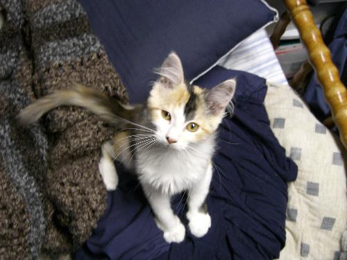 Chiku on her First Day - Doesn't she look kind of scraggly? All sleepy and confused and pretty thin... but adorable nonetheless! Her colouration was so much paler back then as well....