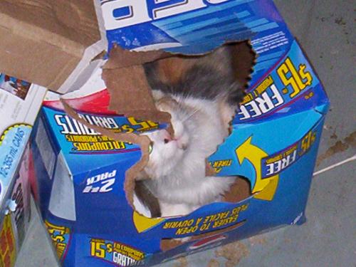 Chiku Sikudani in a Pepsi Box - One of Chiku's favourite passtimes is hiding in tiny, nondescript boxes and then pouncing (and scaring) us horribly as we walk by. Sneaky little one she is! Much stealthier than Ariel ever was (although Ariel used to sit on top of the fridge at night and pounce my housemate's head in the dark on the way through the kitchen to the bathroom!)