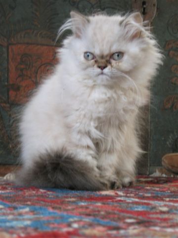 SCARLET LETTER - THE CAT